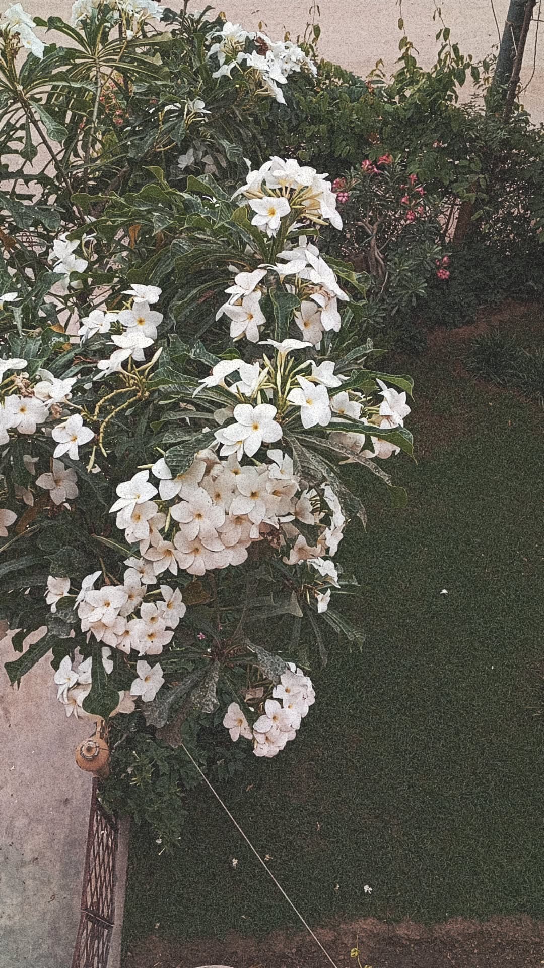 Amna Naeem's profile picture
